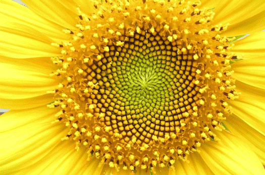 Seeds of a fibonacci sunflower